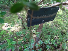 Rhododendron kiusianum