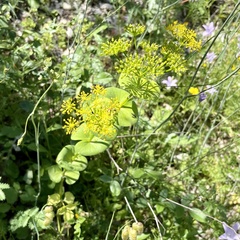 Smyrnium perfoliatum rotundifolium