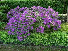 Rhododendron kiusianum