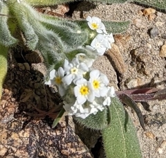 Amsinckiopsis kingii