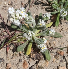 Amsinckiopsis kingii