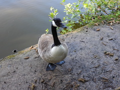 Branta canadensis
