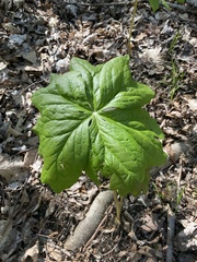 Podophyllum