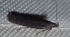 Neofaculta ericetella