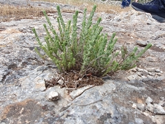 Micromeria browiczii
