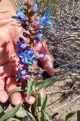 Penstemon acuminatus