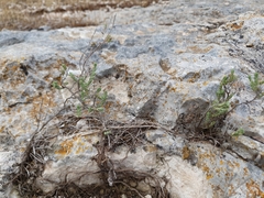 Micromeria browiczii