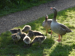 Anser anser