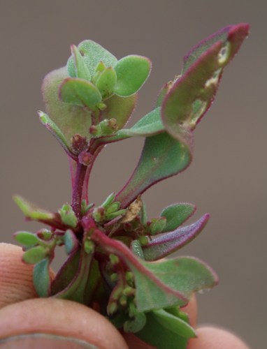 Image of Tetragonia echinata by (c) Tony Rebelo, some rights reserved (CC BY-SA)
