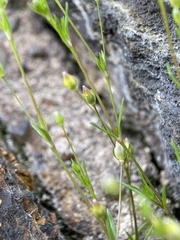 Sagina decumbens decumbens