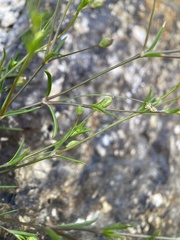 Sagina decumbens decumbens