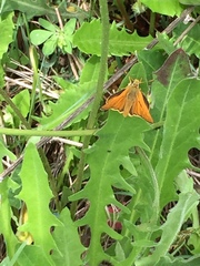 Ochlodes sylvanus