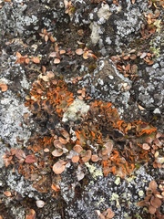 Solorina crocea