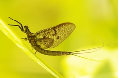 Ephemera vulgata