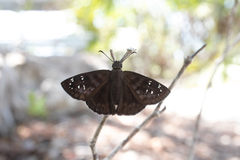 Ephyriades brunnea floridensis