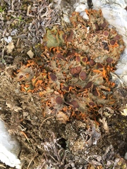 Solorina crocea