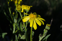 Senecio pyrenaicus