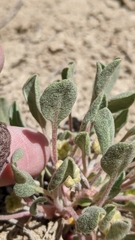 Eriogonum alexanderae