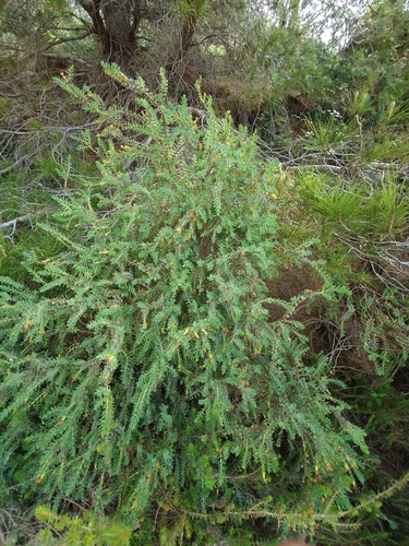 Hypericum aegypticum ssp. webbii