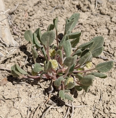 Eriogonum alexanderae