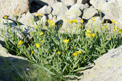Senecio pyrenaicus