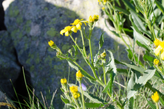 Senecio pyrenaicus