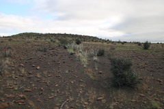 Stipagrostis ciliata capensis