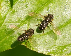 Paragus pecchiolii
