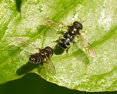 Paragus pecchiolii