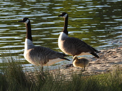Branta canadensis