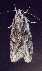 Semioscopis aurorella