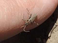 Cyrtomoptera divisa