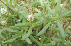 Blutaparon portulacoides