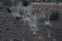 Stipagrostis ciliata capensis