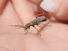 Cyrtomoptera divisa