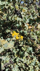 Berberis higginsiae