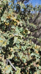 Berberis higginsiae