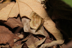 Erastria decrepitaria