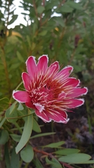 Protea aurea aurea × punctata