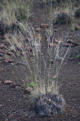 Stipagrostis ciliata capensis