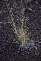 Stipagrostis ciliata capensis