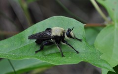 Laphria virginica