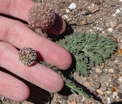 Cymopterus globosus