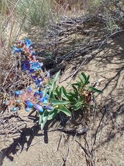 Penstemon acuminatus