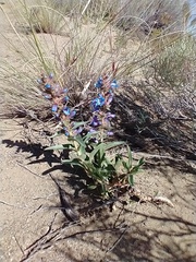 Penstemon acuminatus