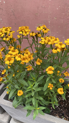 Tagetes lucida