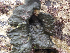 Codium adhaerens