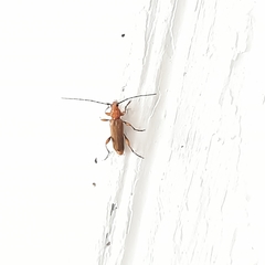 Phymatodes