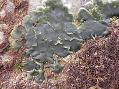 Codium adhaerens