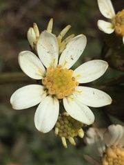 Senecio integerrimus ochroleucus